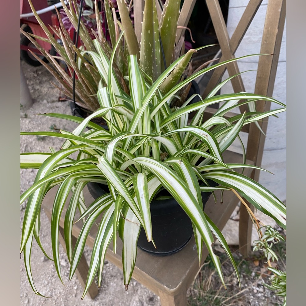 Variegated Spider Plant Growing Adult (ONE)